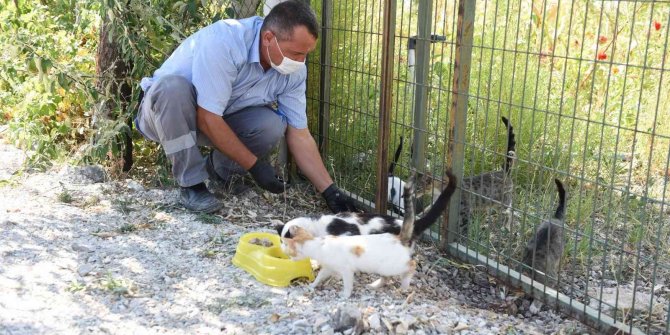 Çorum’da sahipsiz hayvanları koruma birliği kuruluyor