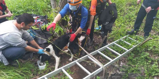 8 metre derinlikteki su kuyusuna düşen köpekler kurtarıldı