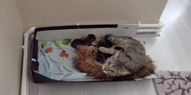 Köpeklerin saldırısından kurtarılan yabani yavru tavşana kedi annelik yapıyor
