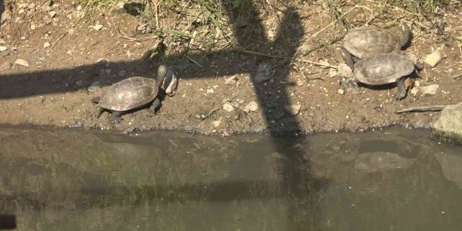 Yalova’da yaşamları tehlikeye giren 325 su kaplumbağası gölete taşındı