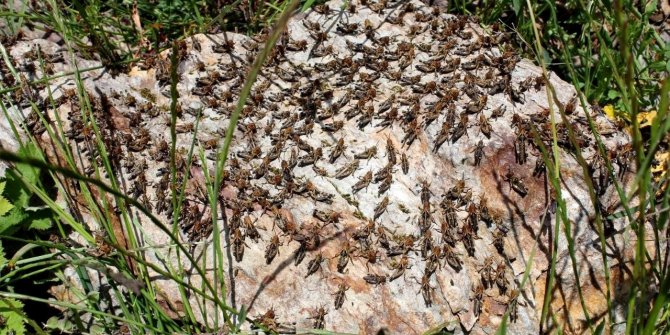 Çiftçilerin korkulu rüyası çekirgeler tarım arazilerini istila etti