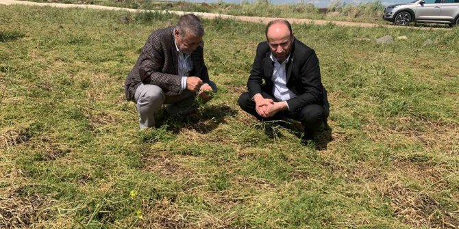 Kuraklık ve dolu nedeniyle zarar gören tarım arazilerinde hasar tespiti sürüyor