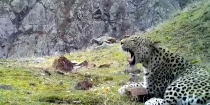 Anadolski leopard viđen u Turkiye nakon 46 godina