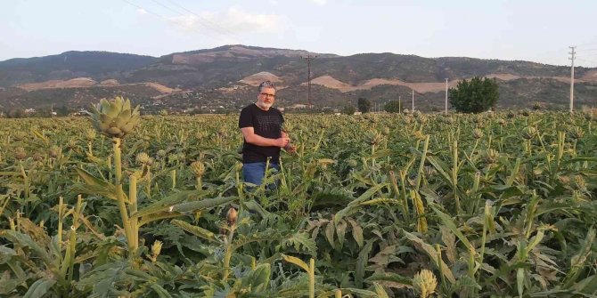 Enginar sofrada karaciğerin dostu, laboratuvarda kanserin düşmanı çıktı