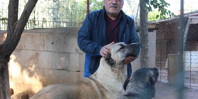 Köpeğine protez diş yaptı