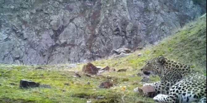 Nesli tükendi sanılan Anadolu parsı görüntülendi