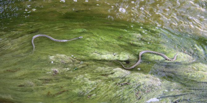 Beyşehir'de su kanalında akıntıya karşı yüzen su yılanları görenlerin ilgisini çekiyor
