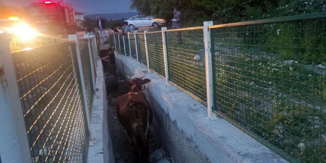 Dere yatağında mahsur kalan inekler için seferber oldular