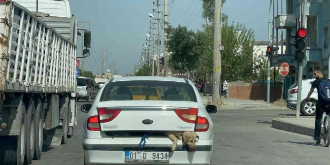 40 derece sıcakta köpeği bagajda taşıdı