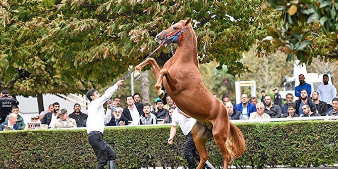 TİGEM'den Arap Tayı satış ihalesi