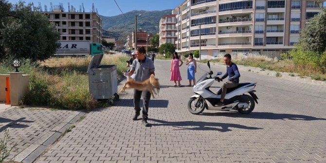 Köpekler ve kediler zehirlenerek öldürüldü