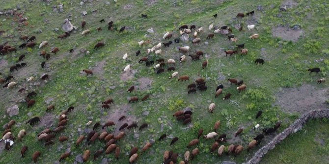 Iğdır’da yeşeren meralar koyun sürüleriyle şenlendi