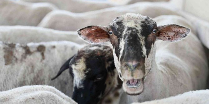 Aliağa’da yavru ölümlerine karşı aşı kampanyası başladı