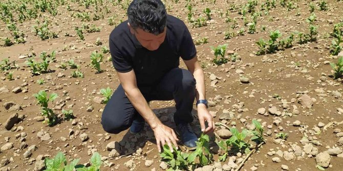 Şiddetli dolu yağışı bağ ve tütün alanlarında zarara neden oldu