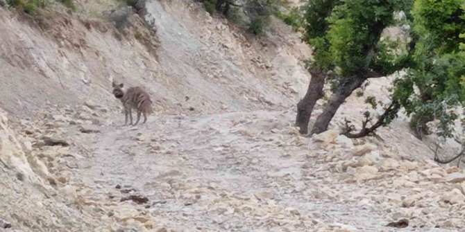 Yerleşim yeri yakınlarında sırtlan görüntülendi