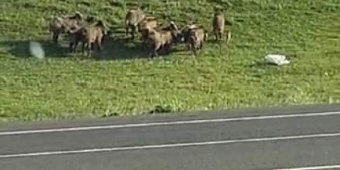 Domuz sürüsü kameraya yansıdı