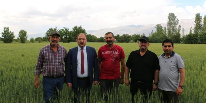 Erzincan’da hububat çiftçinin yüzünü güldürüyor