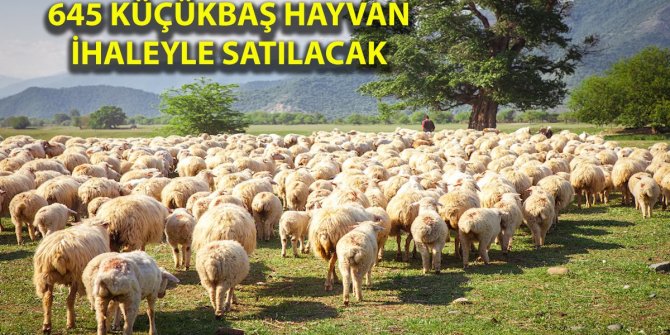 Bayram öncesi fırsatlar bitmiyor! O kurum yüzlerce küçükbaş hayvan satacak