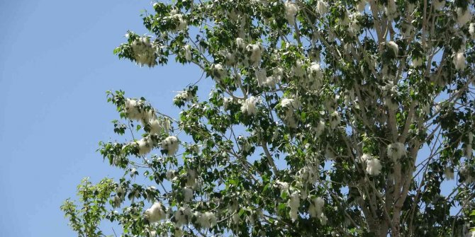 Alerjik hastalığı olanlara ‘polen’ uyarısı