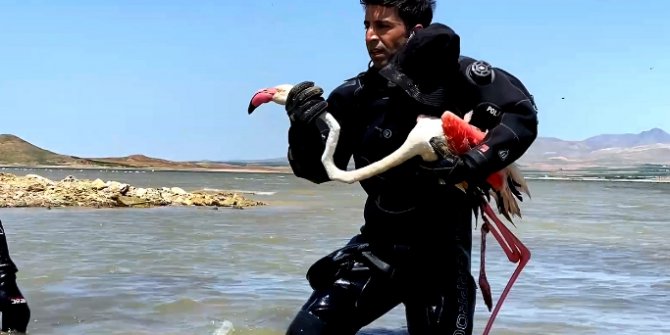 Dalgıç polislerin arama yaptığı nehirde bulunan yaralı flamingo tedavi edildi