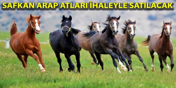 Safkan arap tayları ihaleyle satılacak