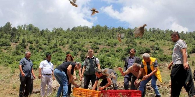 Çiftçilerin korkulu rüyasıydı, biyolojik mücadele için keklik bırakıldı