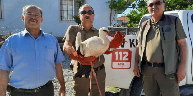 Yaralı leylek ve yavru kerkenez emin ellerde