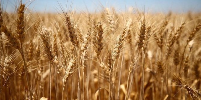 Srbija: Očekivani rod pšenice ove godine tri miliona tona