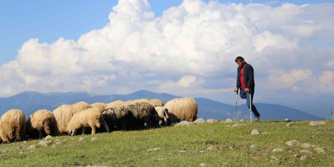 26 yıldır tek bacağıyla hayvanlarını otlatıyor