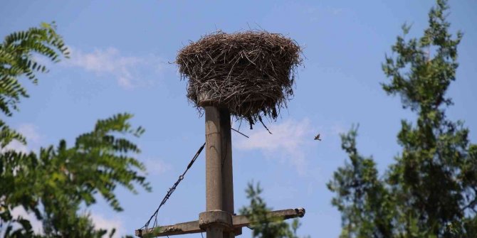 Elektrik direğine kurduğu yuva görenleri hayran bıraktı