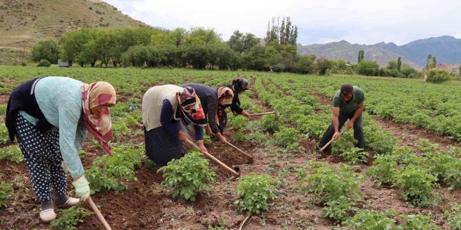 Tarlada çapalama işin eğlenceye çeviriyorlar