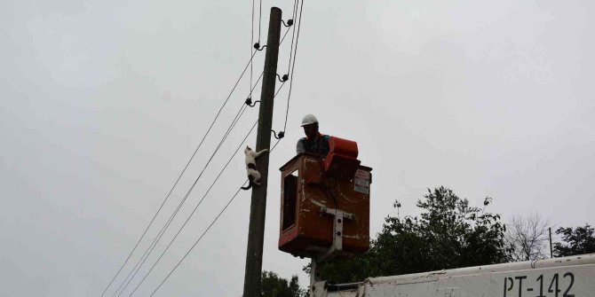 Elektrik direğinde mahsur kalan kedi, ekiplerden korkup kendisi indi