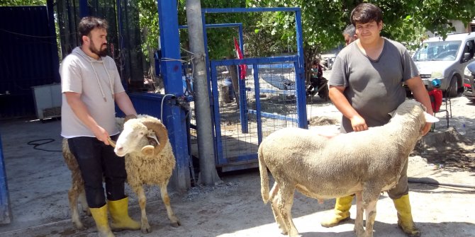 Yetim ve öksüzlere kurban bağışı