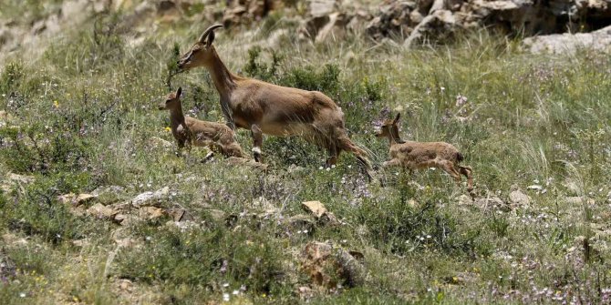 Dağ keçilerinin tehlikeli oyunları kameralara yansıdı