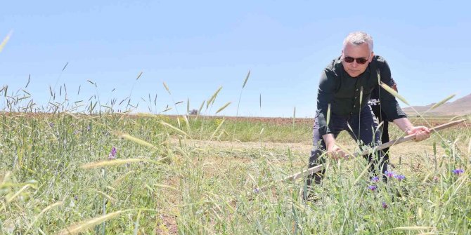 Vali Şimşek, traktör ve tırpanla hasat yaptı