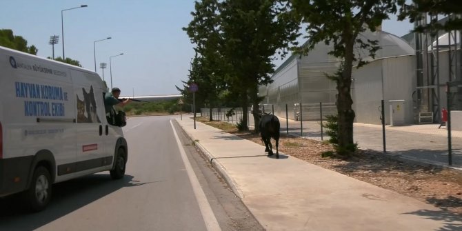 Kaçan boğa iğneyle uyuşturulup, sahibine teslim edildi