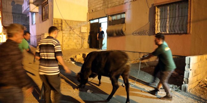 Kaçan kurbanlık boğa, ekiplere ve vatandaşlara son anlar yaşattı