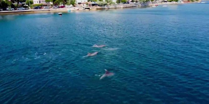 Yunuslardan Gemlik Körfezi’nde görsel şölen