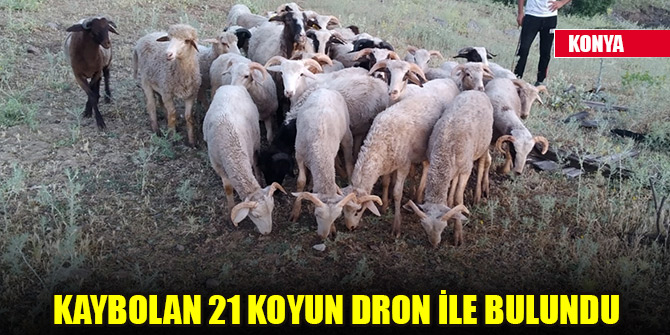 Konya'da kaybolan 21 koyun dron ile bulundu