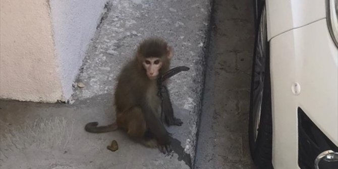 Sokakta bulunan maymun koruma altına alındı
