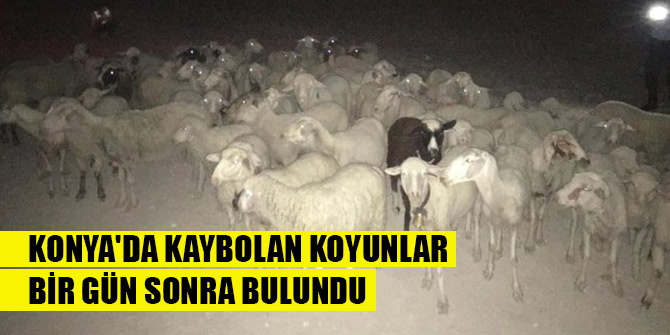 Konya'da kaybolan koyunlar bir gün sonra bulundu