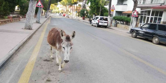 Eşek firar edip şehir merkezine indi