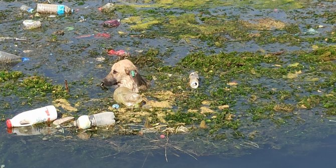 Nusaybin’de sulama kanalında düşen 3 köpek kurtarıldı