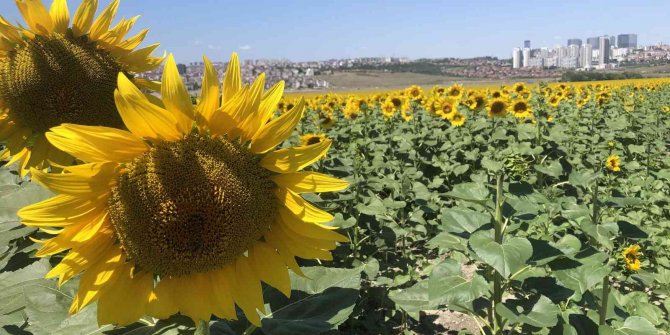 Ayçiçeği tarlaları güzel görüntüler oluşturdu