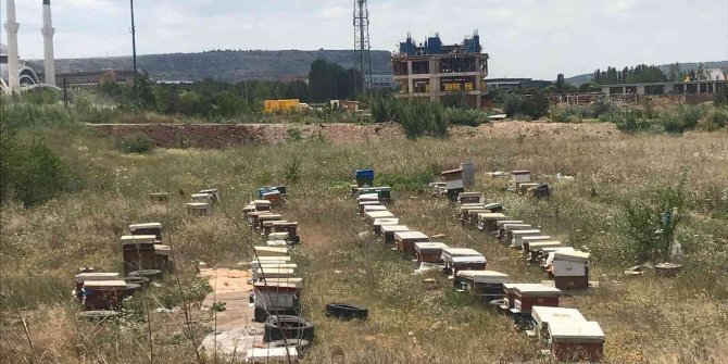 Mahallede ortasına konulan onlarca arı kovanı görenleri şaşırttı