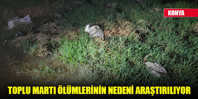 Konya'daki Düden Göleti'nde görülen toplu martı ölümlerinin nedeni araştırılıyor