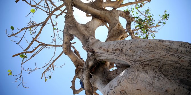 Mersin sahilinin "simge ağacı"na matkapla zarar veren 3 kişi gözaltına alındı