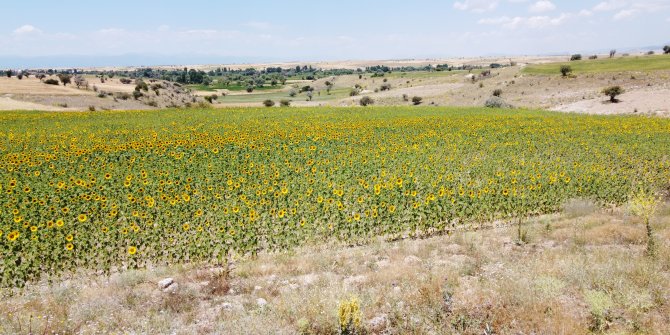 Hüyük'te yağlık ayçiçeği üretimi yapılan ekili alanlar çayır tırtılına karşı takip altında