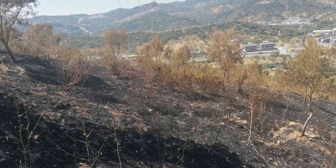 Yangından zarar gören zeytin ağaçları için çalışma başlatıldı