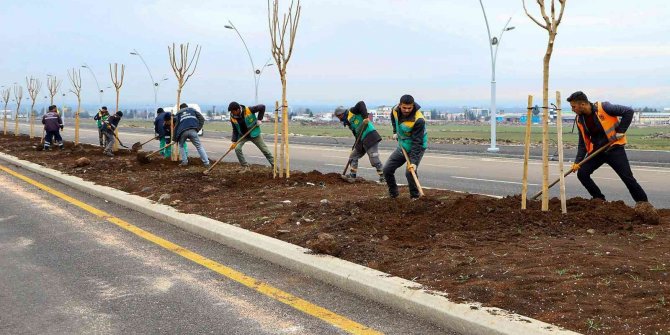 Diyarbakır’da farklı türlerde bin 700 ağaç dikildi